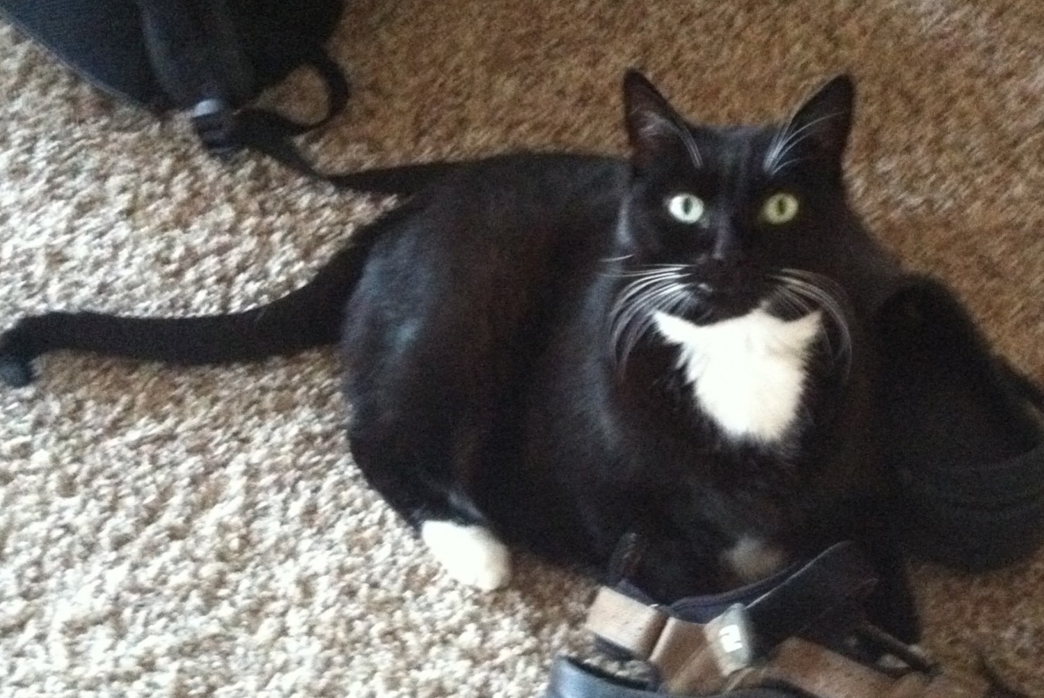 American Veterinary Hospital Yreka Veterinarian / Employment